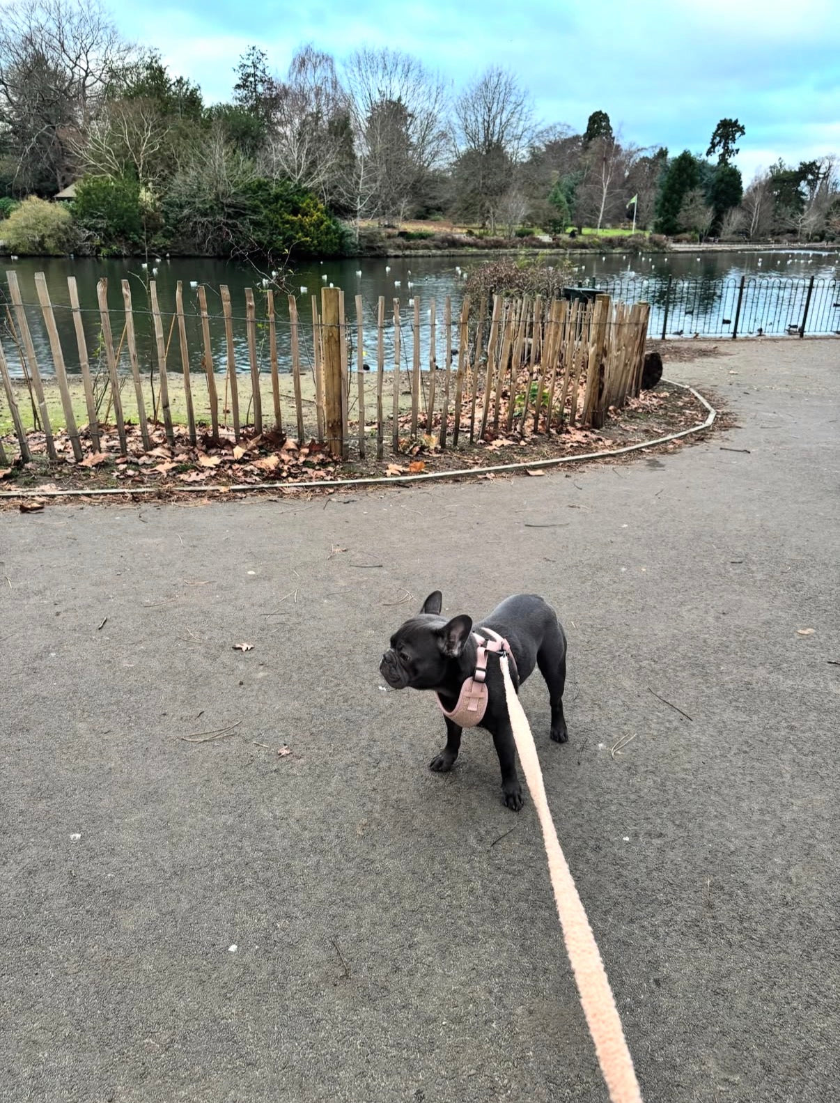 The Teddy Harness