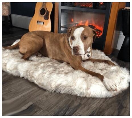 Luxury Dog Bed Fluffy