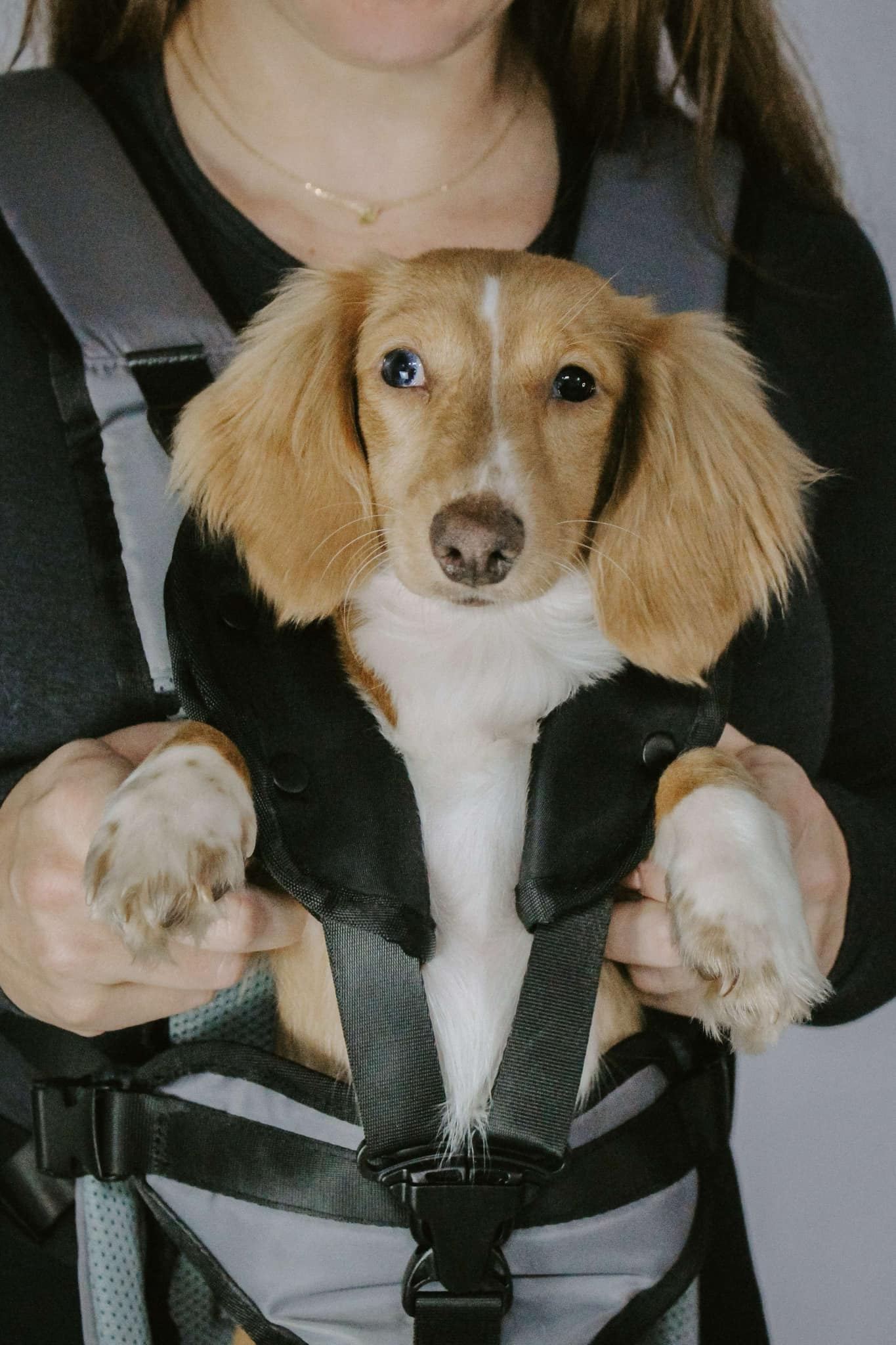 My Modern Pet Dog Carrier