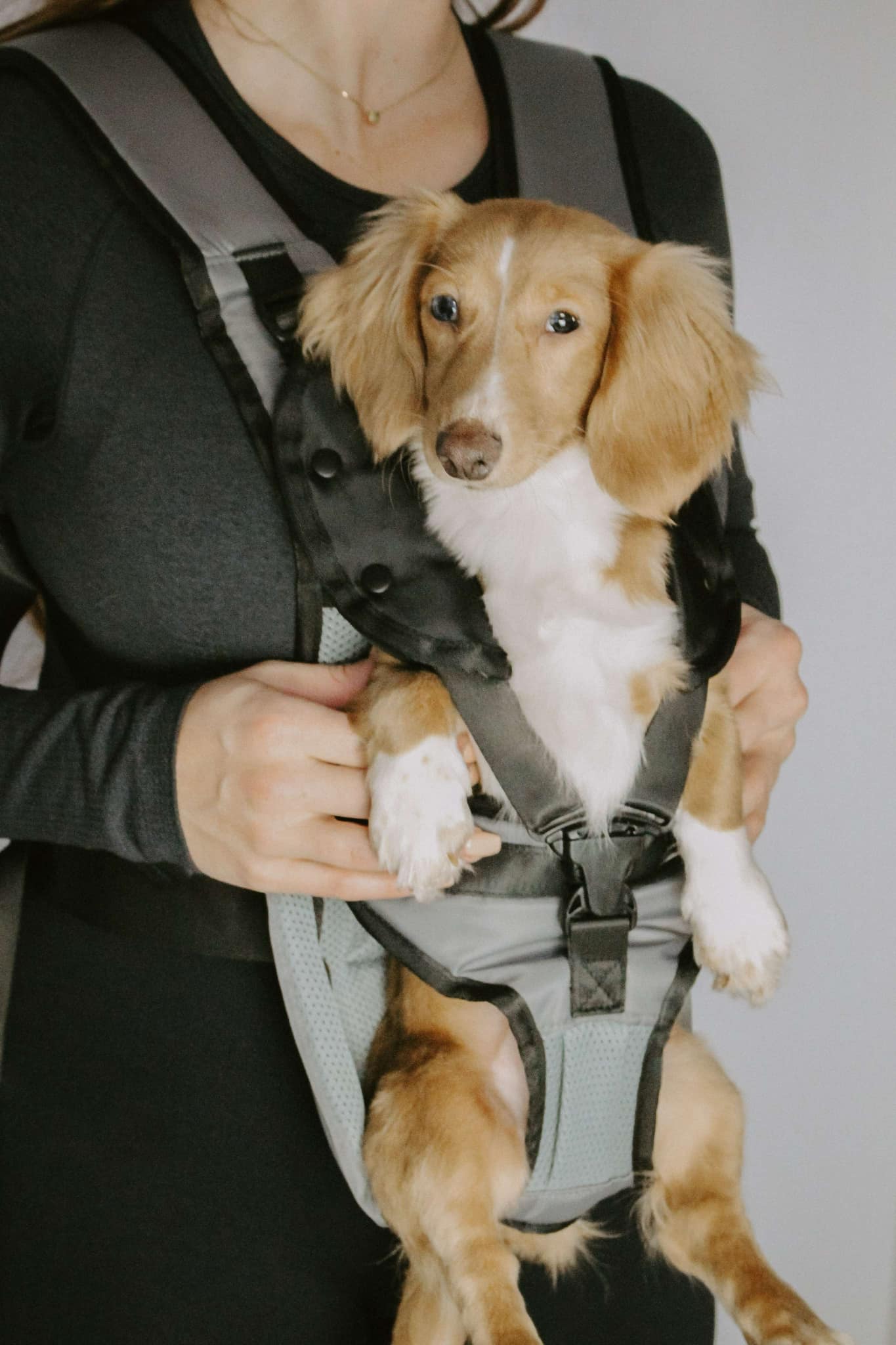 My Modern Pet Dog Carrier