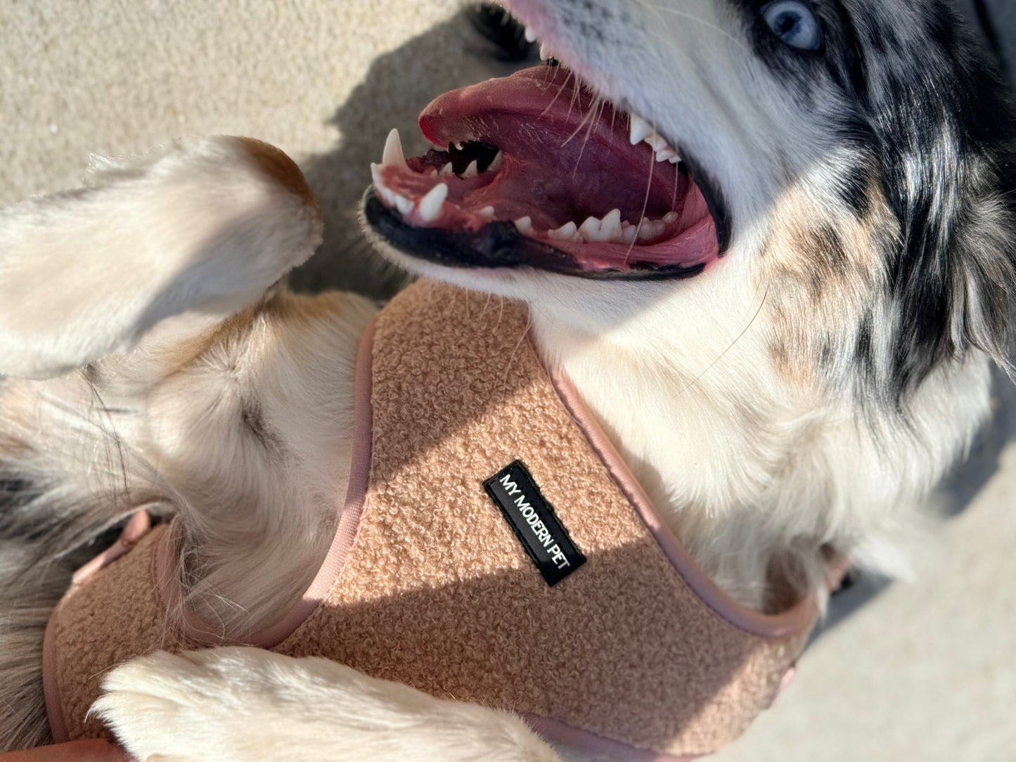 Teddy Harness – Soft Adjustable Dog Harness