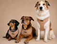 Load image into Gallery viewer, The Teddy Harness
