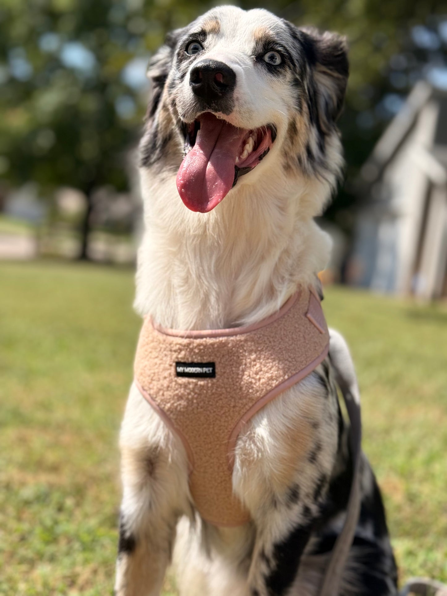 Teddy Harness – Soft Adjustable Dog Harness