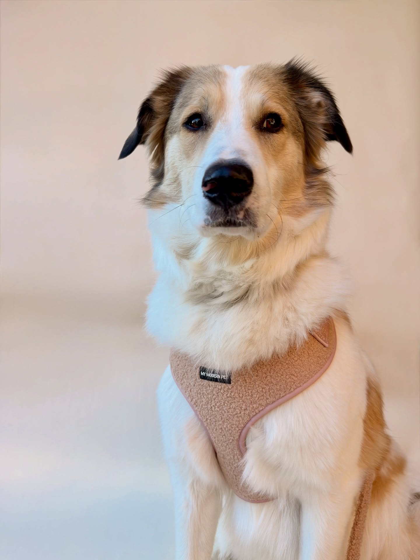 The Teddy Harness