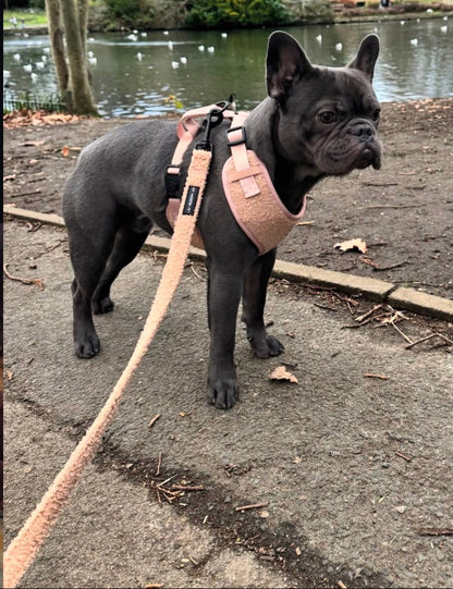 The Teddy Harness