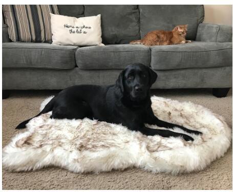 Fluffy Dog bed