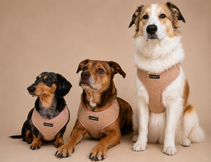 The Teddy Harness