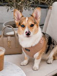 Load image into Gallery viewer, The Teddy Harness
