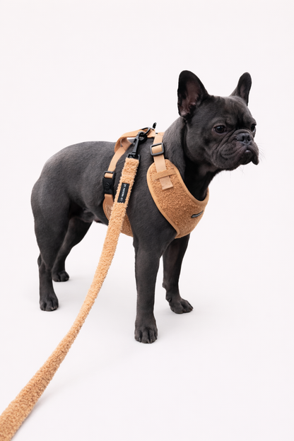 Everyday Walk Leash- Teddy